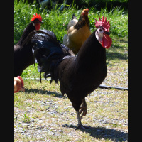 Ep 128a Endangered and Unusual Poultry Breeds