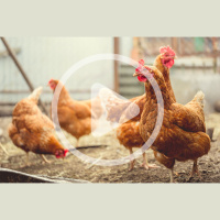 The True Cost of Chickens