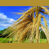 Audio Article: Ancient Grains for Modern Growers