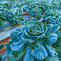 Ep. 13 Succession Gardening