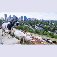 Ep. 64 Landscaping with Goats