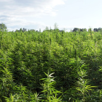 Ep. 45 Industrial Hemp 