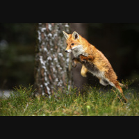 Ep. 121 Keep Your Flock Safe From Predators