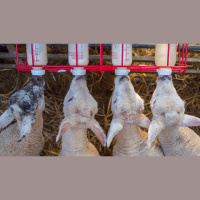 Ep. 57 Bottle Feeding Livestock