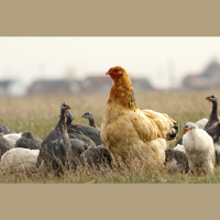 Ep. 147 Managing a Mixed Flock