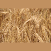 Audio Article: Homegrown Wheat Project
