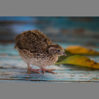 Ep.155 Raising Backyard Quail in the City