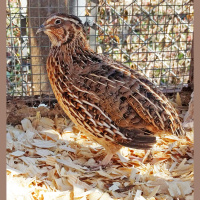 Ep. 114 Feeding and Housing Quail