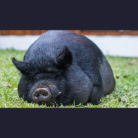 Ep. 69 Heritage Pigs