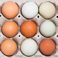 Best Egg Layers: Top Hybrid  Heritage Breeds