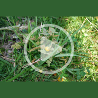 Verify Your Vegetation Audio Article