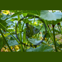 How to Start a Gardening Business: Community Gardens, Consultations, and Installations