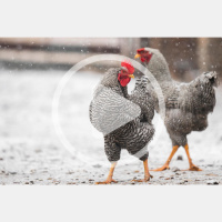 Prepping Your Flock for Severe Weather