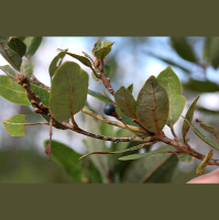 Audio Article: Creole Healing Herbs