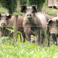 Ep. 32 Pasture Raising Pork