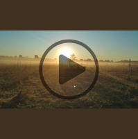 Audio Article: Year-Round Care for Sheep