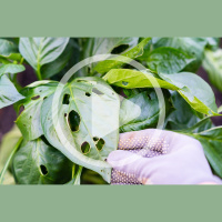 Control Pests Naturally