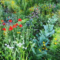 Ep. 33 Vegetables Love Flowers