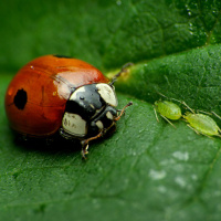 Ep. 34 Organic Pest Control