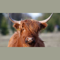 Ep. 53 Heritage Breeds