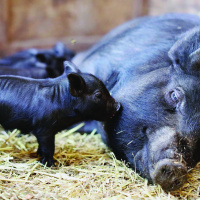 Audio Article: Guinea Hogs