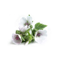 Ep. 91 Heirlooms and Herbals: Marshmallow