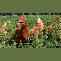 Ep. 63 Pastured Chicken Nutrition