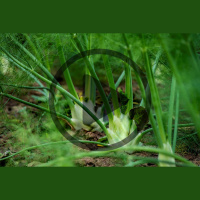 Ep. 191 Herbal Spotlight: Wild Medicinal Plants to Forage