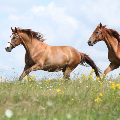 Mother Earth News And Friends