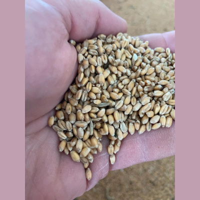 Mother Earth News And Friends