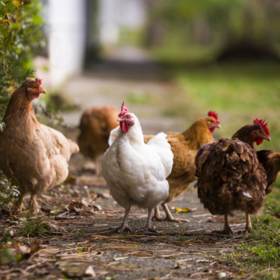 Mother Earth News And Friends