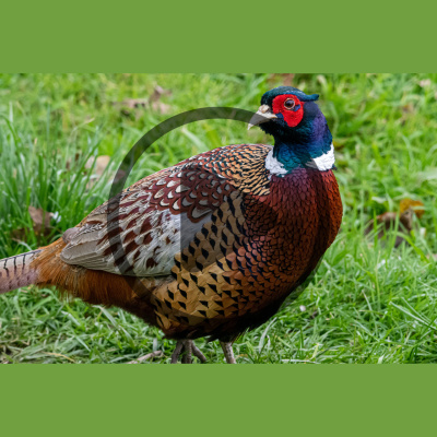 Mother Earth News And Friends