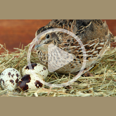 Mother Earth News And Friends