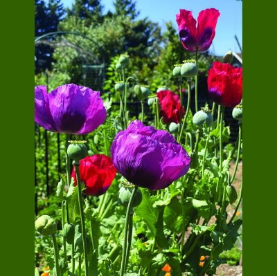 Mother Earth News And Friends