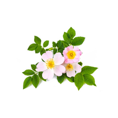 Mother Earth News And Friends