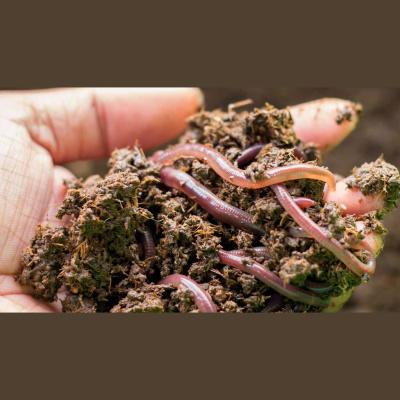 Mother Earth News And Friends