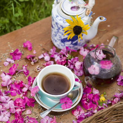 Mother Earth News And Friends