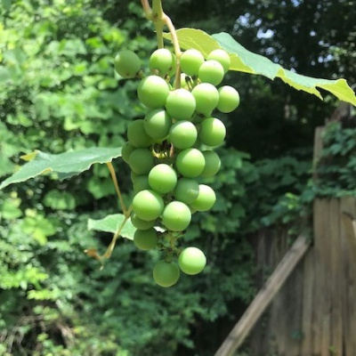 Mother Earth News And Friends