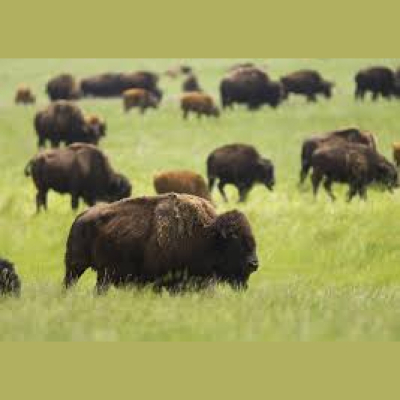 Mother Earth News And Friends