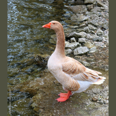 Mother Earth News And Friends