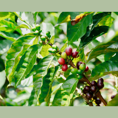 Mother Earth News And Friends