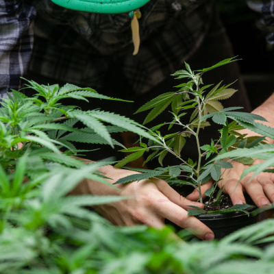 Mother Earth News And Friends