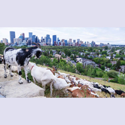 Mother Earth News And Friends