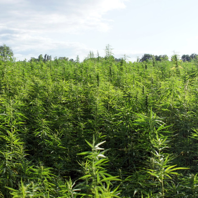 Mother Earth News And Friends