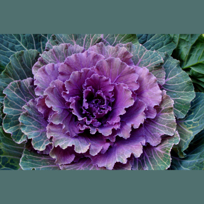 Mother Earth News And Friends