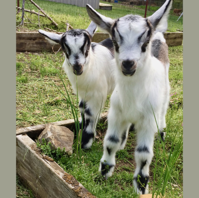 Mother Earth News And Friends