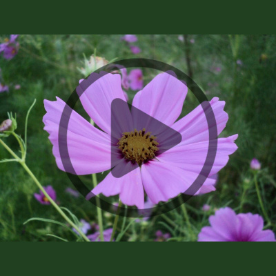 Mother Earth News And Friends