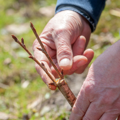 Mother Earth News And Friends