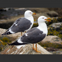 Potencia Pro 188: La primavera ha venido, ya se sabe como ha sido. Copias de seguridad WordPress.