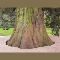 Potencia Pro 231: La sequoia